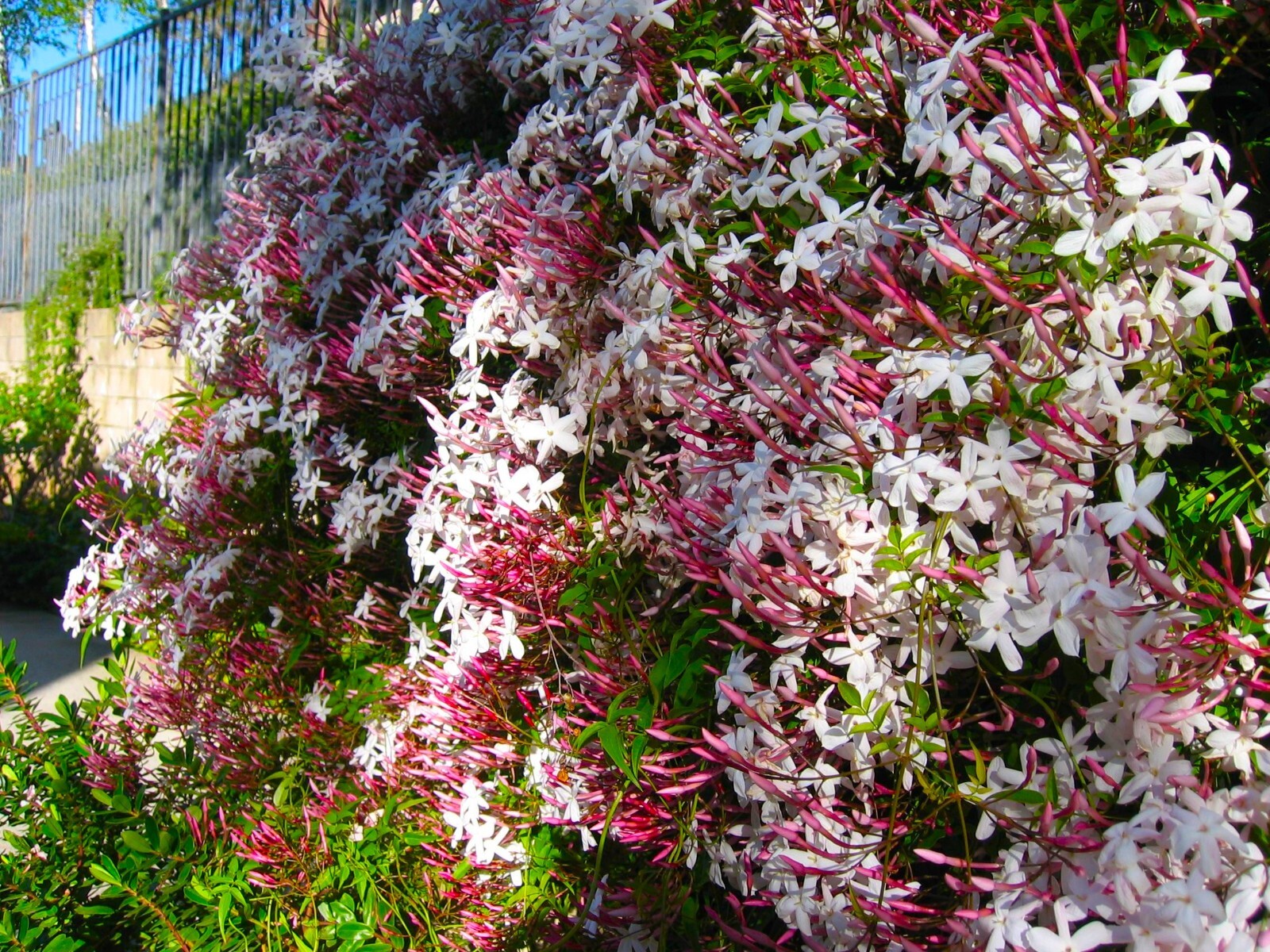 PINK JASMINE~Jasminum Polyanthum~~Rooted STARTER Plant~Extremely Fragrant