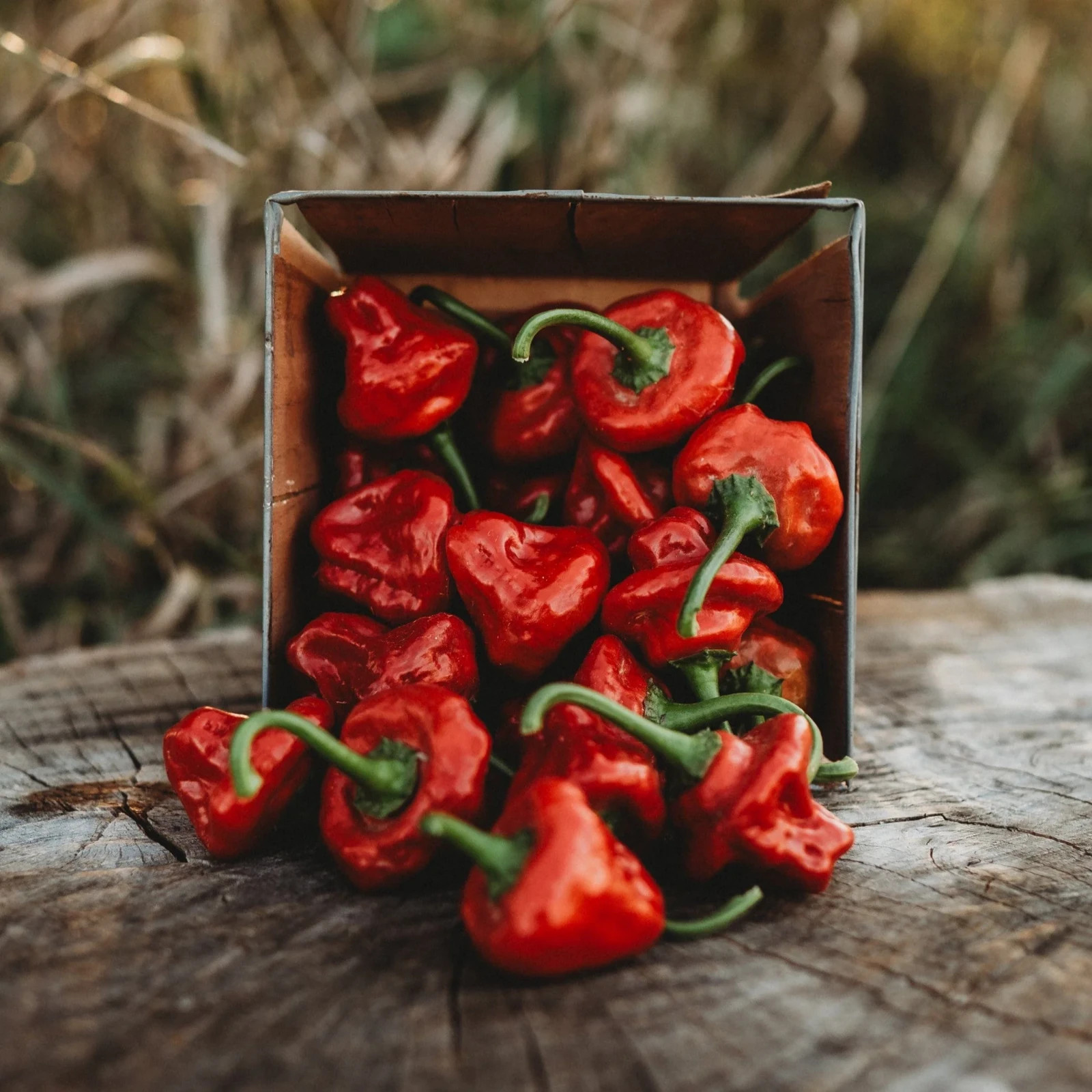 30+ RED SCOTCH BONNET PEPPER SEEDS NON-GMO FRESH FOR YOUR GARDEN