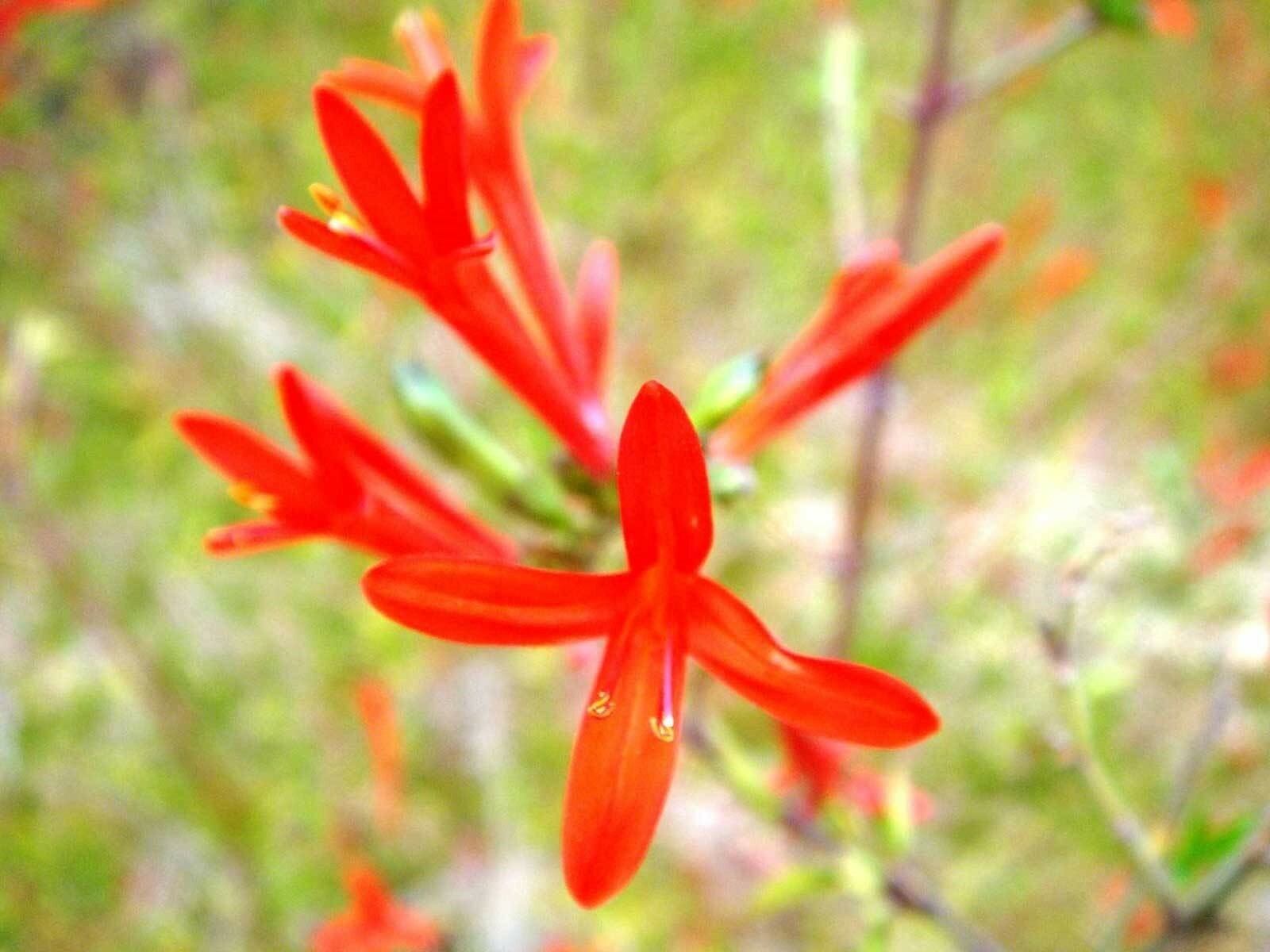 Anisacanthus quadrifidus | Hummingbird | Flame Acanthus | 5_Seeds
