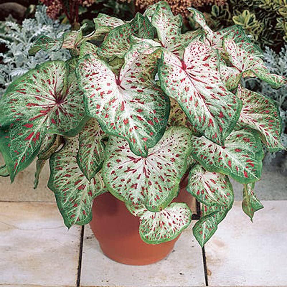 Dwarf Fancy Leaf Red Caladium Bulb Indoor Outdoor Plant Root Hardy Zones 9-11
