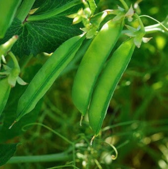 Austrian Winter Pea Seeds |Cold Hardy Shelling Snap Peas Seed 2024 Fast Shipping