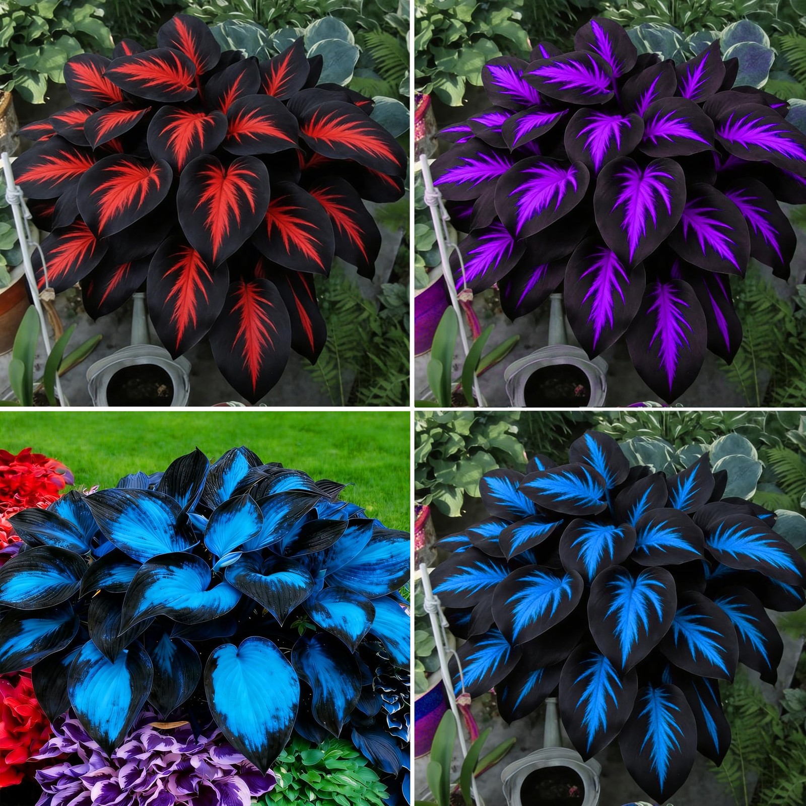 Hosta Seeds for Planting, 290+pcs Rare Hosta Flower Seeds Plants, Non-GMO Hei…