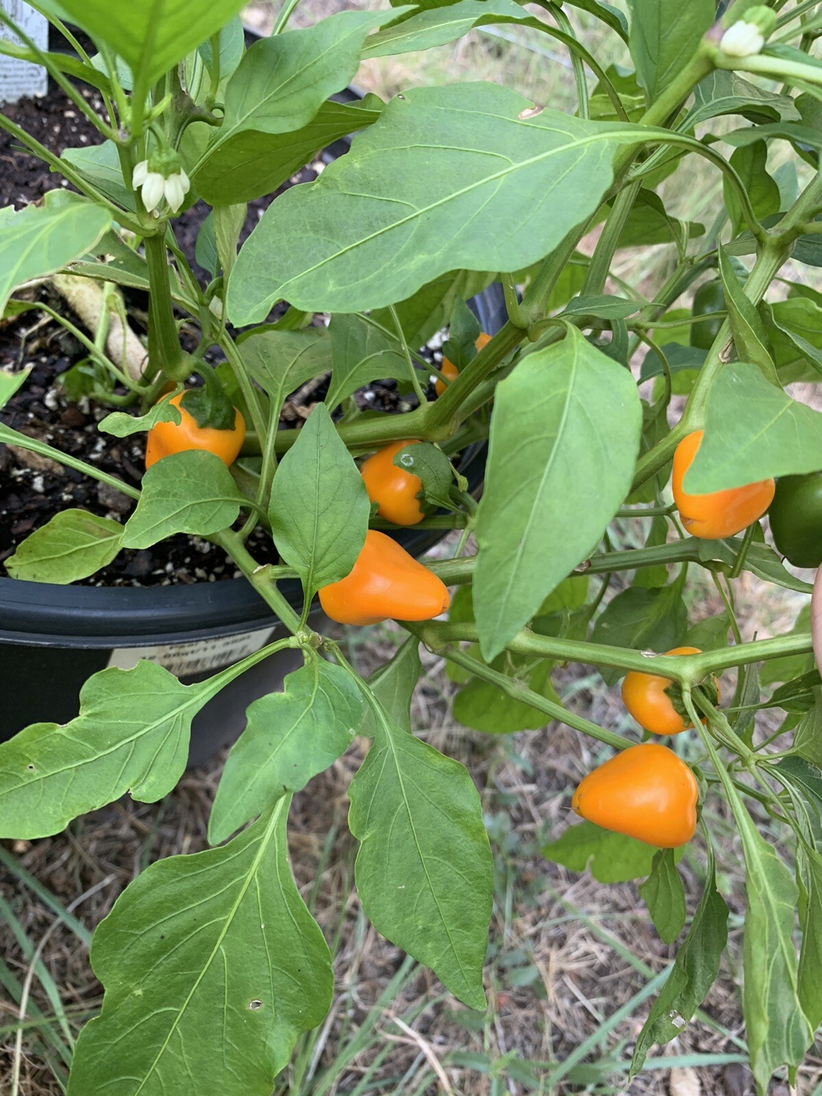 25 Lunchbox Sweet Snacking Pepper seeds Red Orange Yellow Organic Non-GMO heirlo
