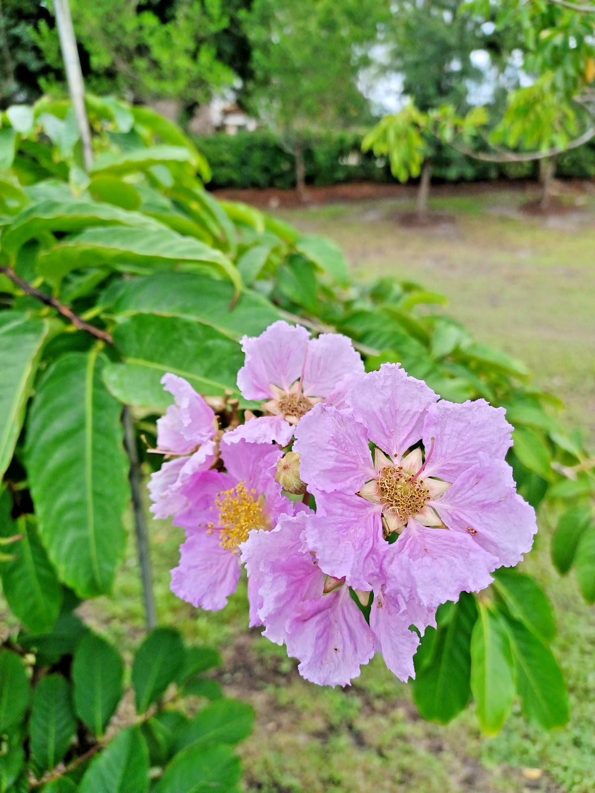 50+ Queens Crape Myrtle Seeds, Lagerstroemia speciosa (Gathered 2025)