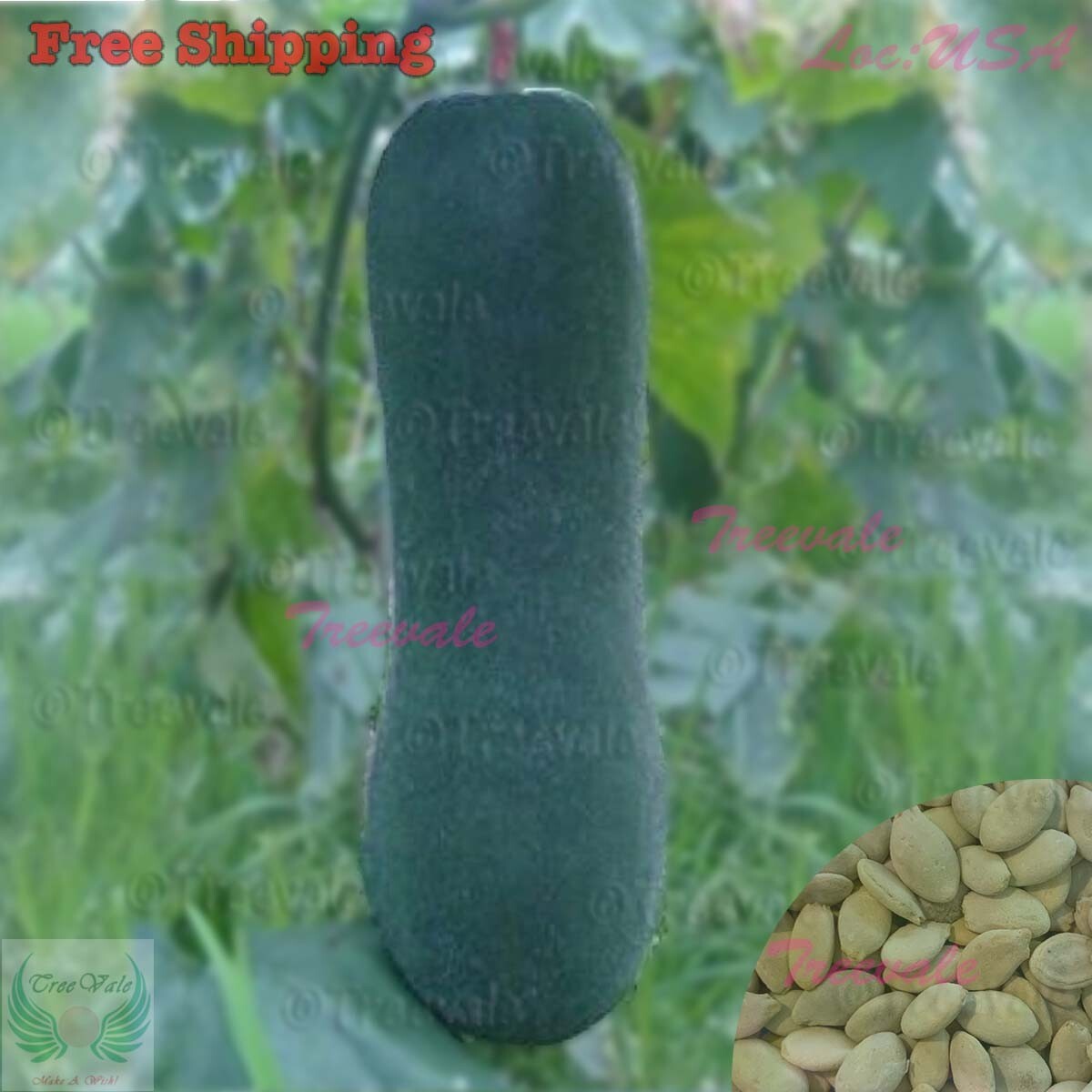 Black Skin Winter Melon Seeds | Black-Skinned Winter Melon | NON-GMO