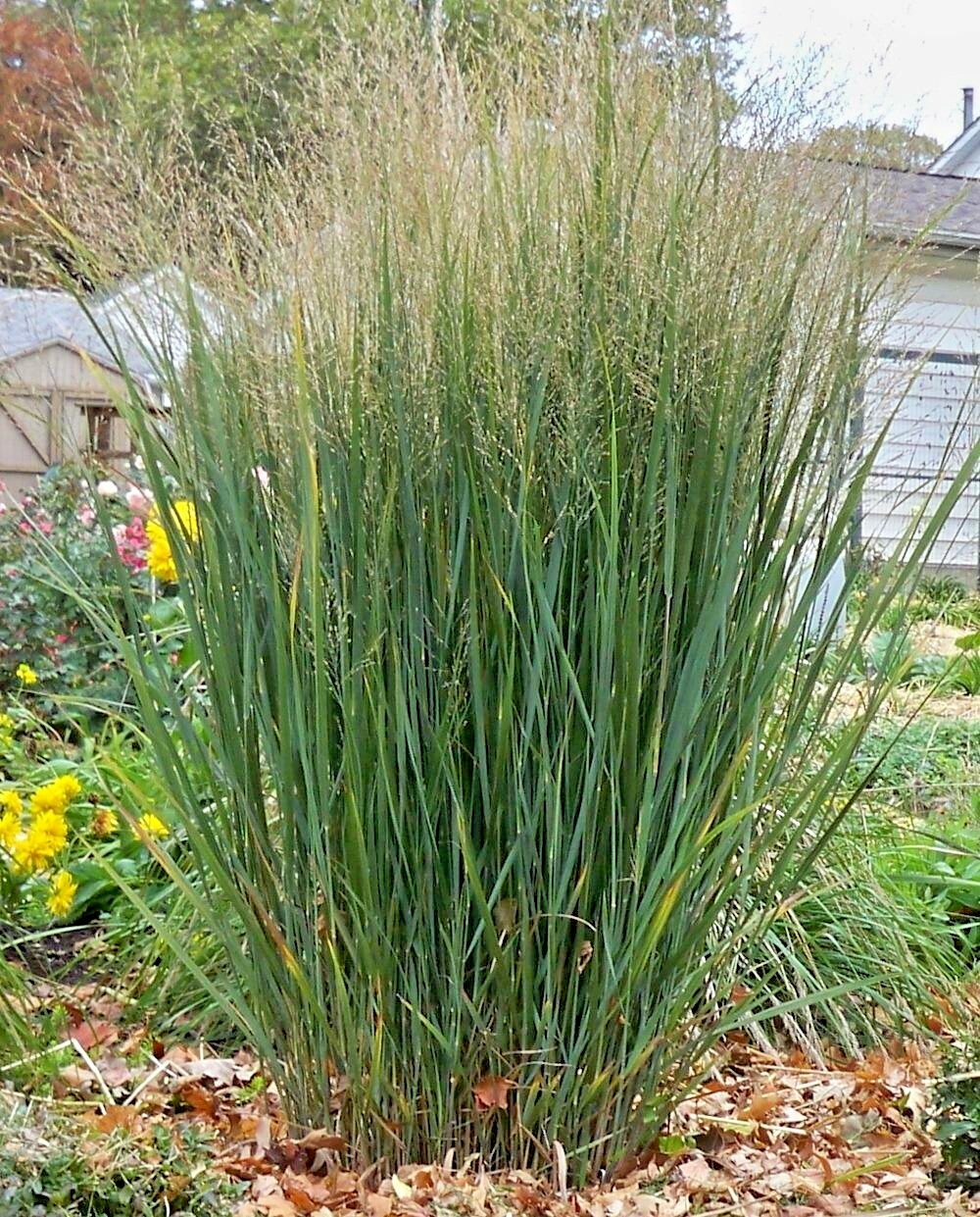 1001+SWITCHGRASS Seeds Native Tall Grass Prairie Ornamental Perennial Fast Easy