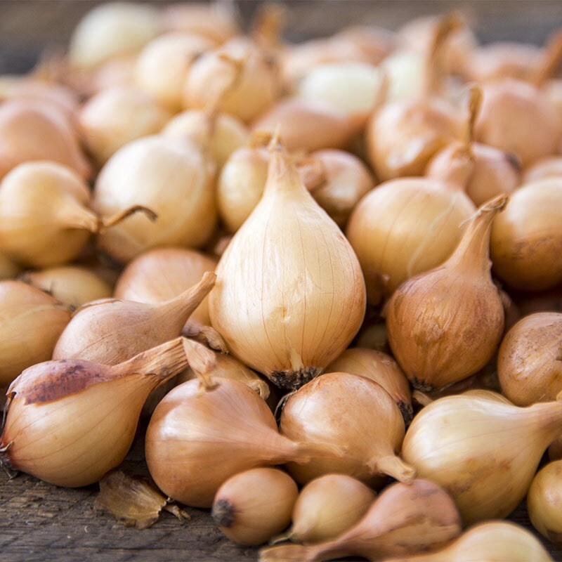 25 Super Sweet Candy Onion Sets Bulb Vidalia Yellow