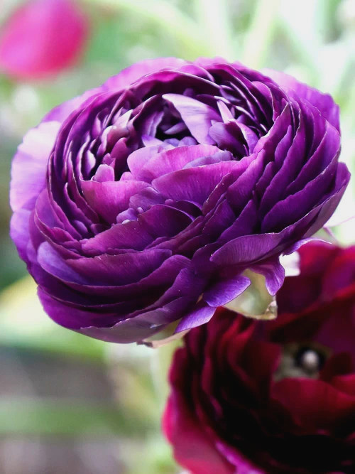 Ranunculus Purple Pink Mix Flower Bulbs 20 Corms Peony Rose Bulb Wedding Flowers