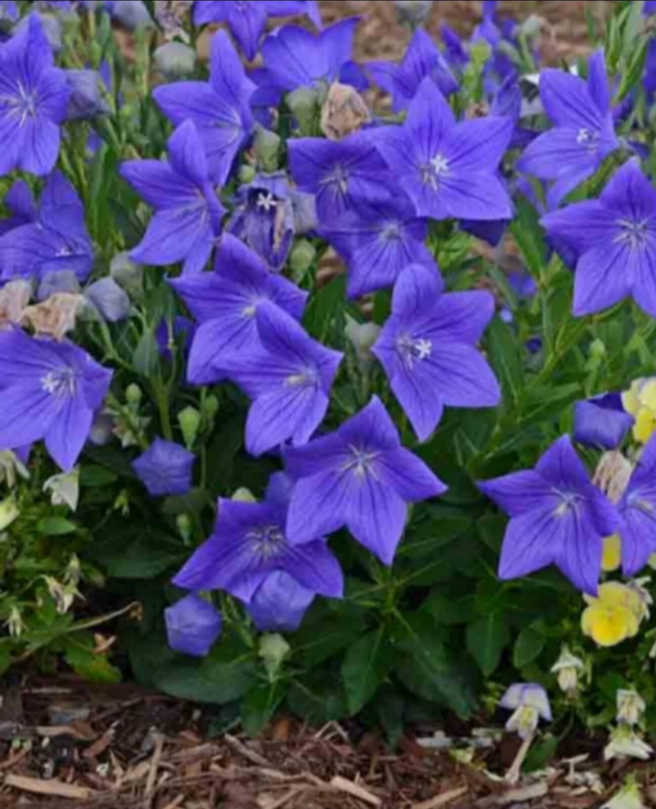 Heirloom Purple Balloon Flower Seeds, 200 Seeds