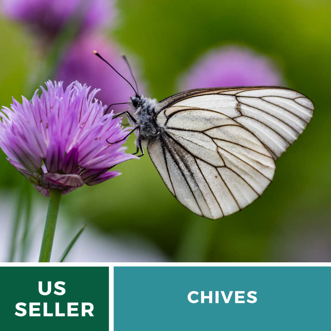 Chives – 100 Seeds – Culinary & Medicinal Herb – Heirloom – NonGMO