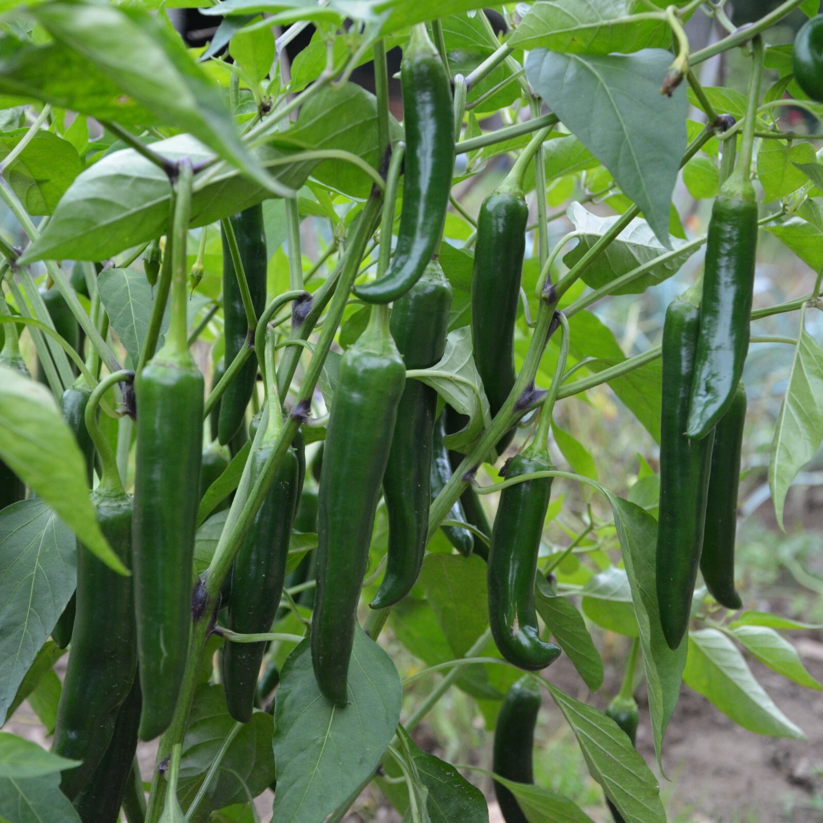 Serrano Pepper Seeds, Productive Plant, Hot Pepper, Non-GMO, Free Shipping