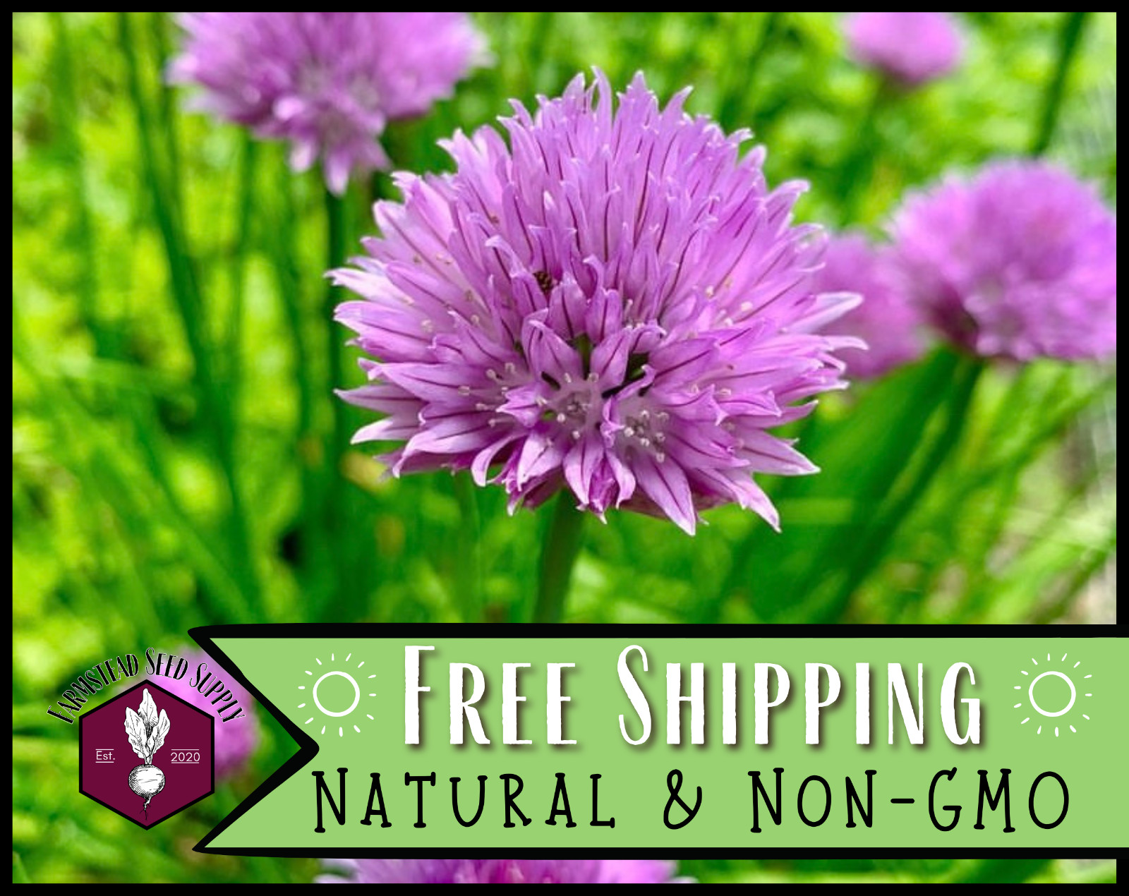2,250+ Common Chive Seeds | Perennial Garden Herb, Allium schoenoprasum