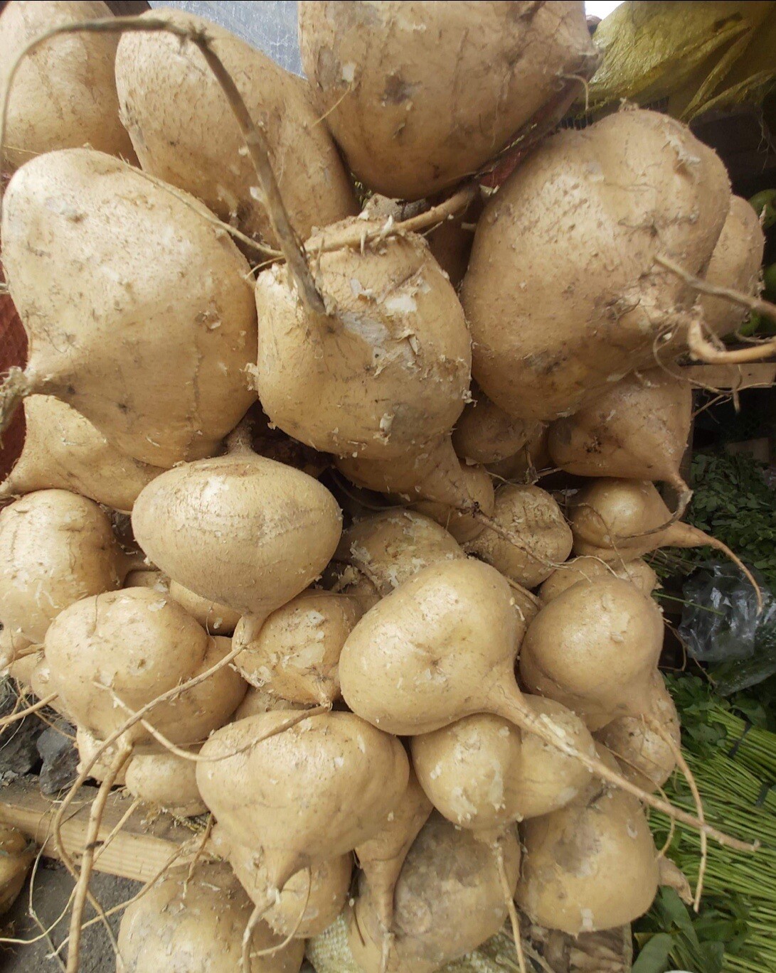 100+SEEDS- Jicama I Mexican Turnip l Mun Gayo I FREE SEEDS Included!