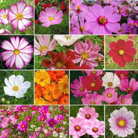 Landscaper’s Pack CRAZY FOR COSMOS Heat Drought Summer Heirloom NonGMO 500 Seeds