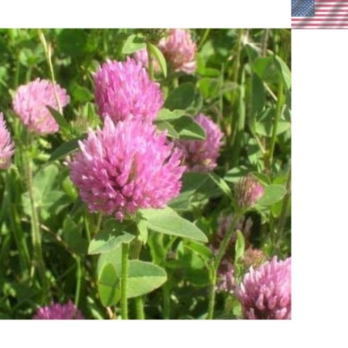 Self-Seeding Red Clover Seeds – 1/4 lbs for Soil Health & Pollinator Gardens