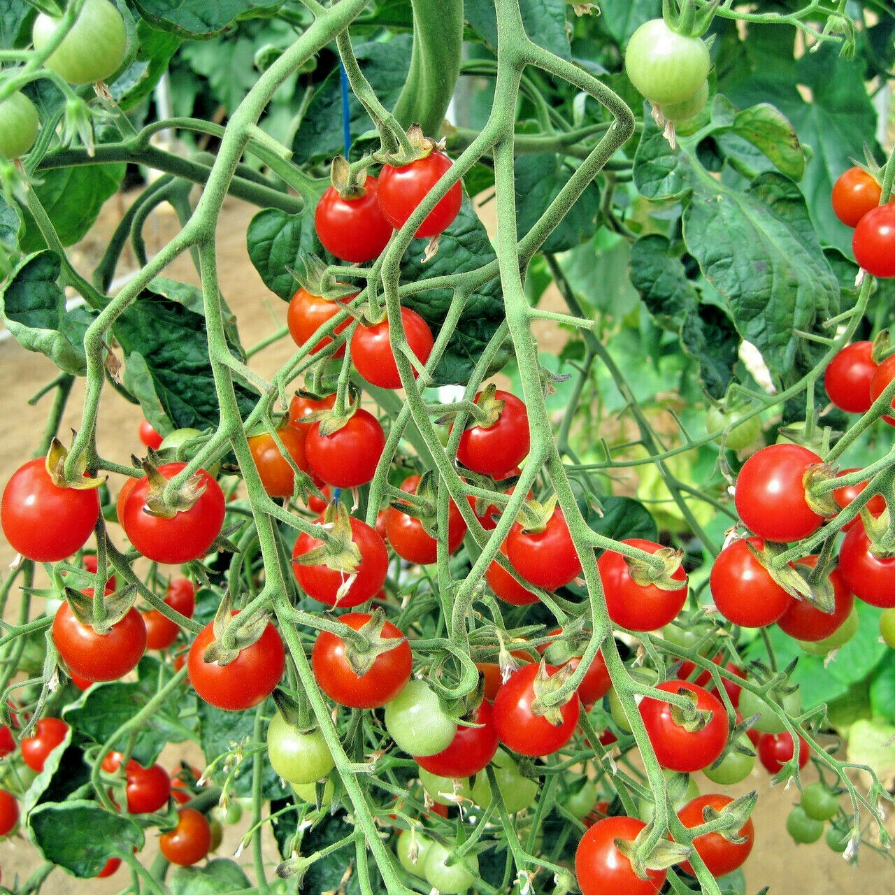 101+CHERRY TOMATO Seeds Organic Heirloom Vegetable Garden Patio Container Easy
