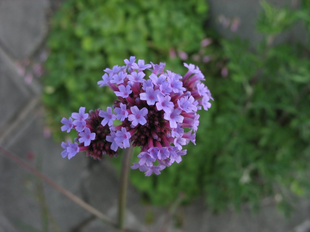 175 Verbena bonariensis – Vervain – Drought Tolerant – Attract Butterflies