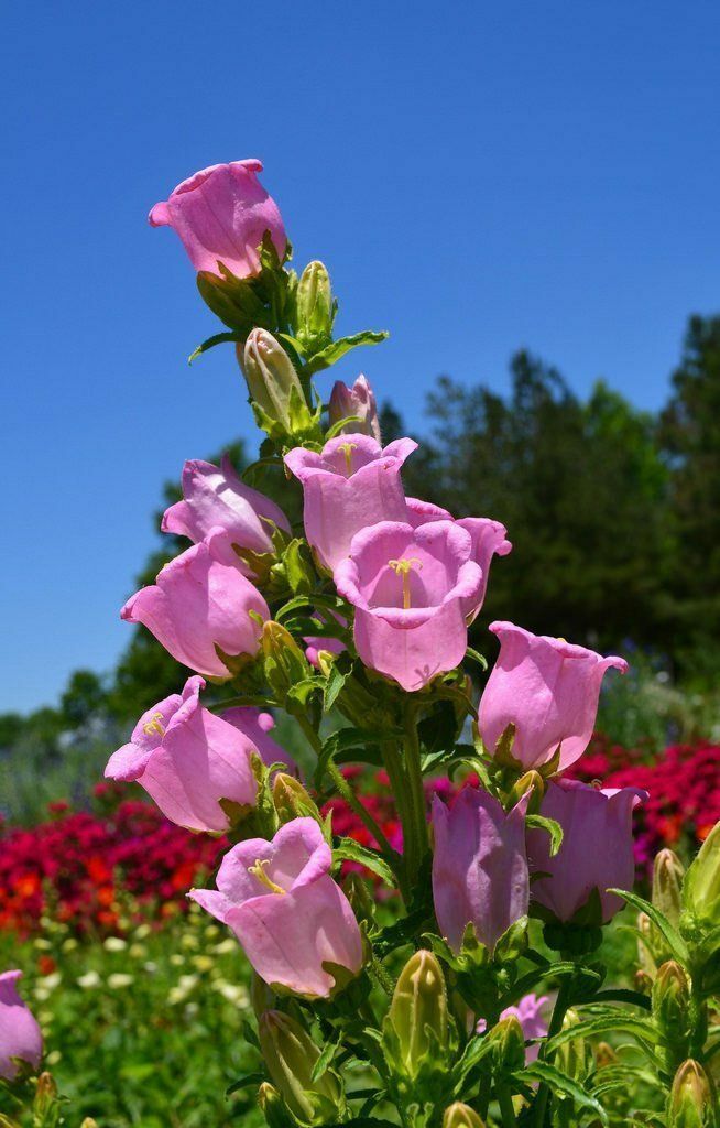 400 seeds Canterbury Bells Pink attracts pollinators +gift