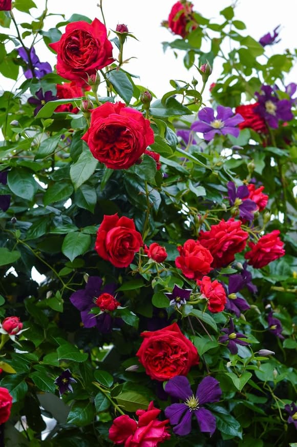 100+ Mixed Climbing Rose Seeds Heirloom Flowers Garden Planting