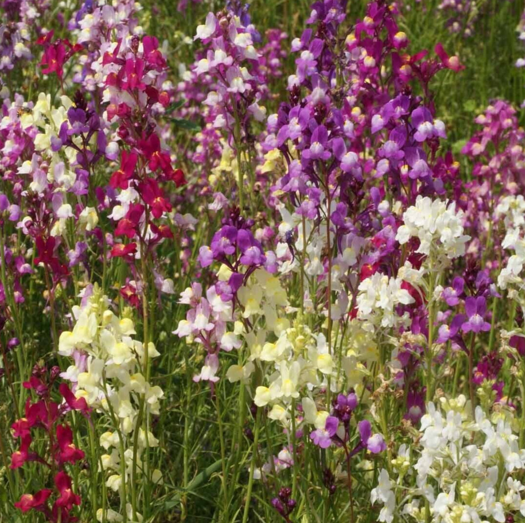 SNAPDRAGON FLOWER SEEDS 2000+ “NORTHERN LIGHTS” mixed colors Free USA Shipping