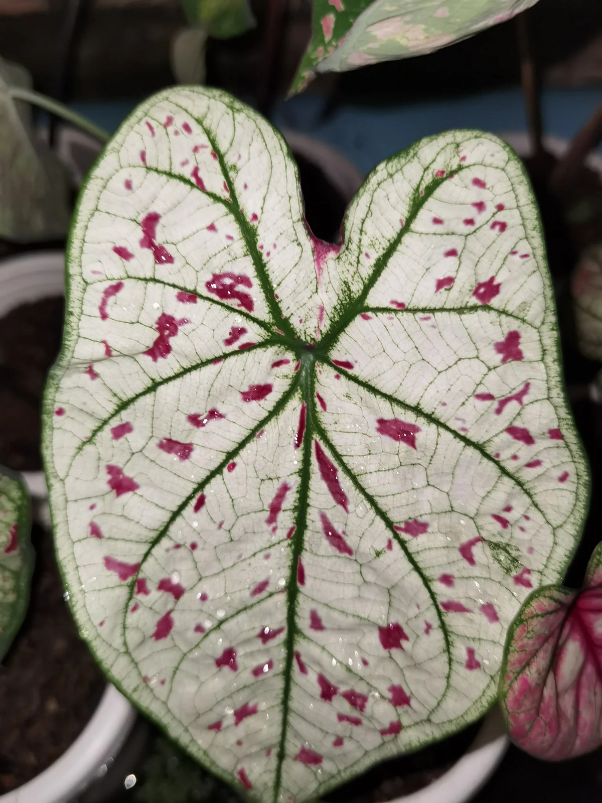 Cranberry Star Caladium (2 Bulbs)