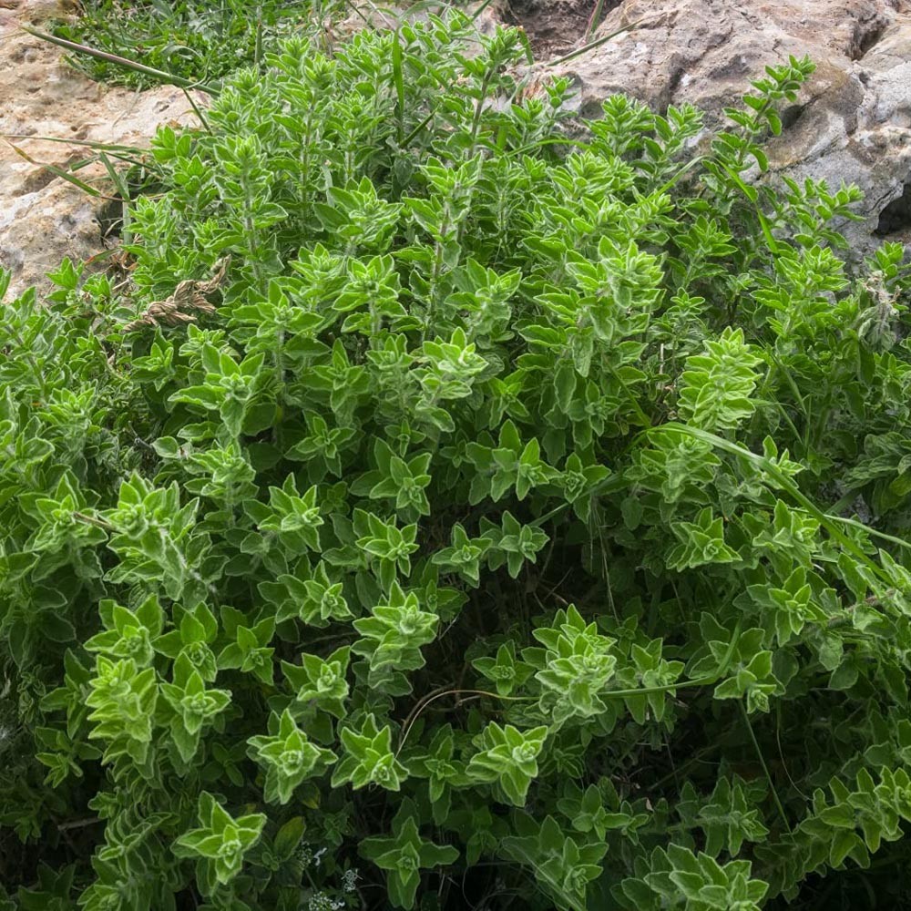 10000 Seeds Oregano Seeds – Drought Tolerant Greek Oregano Herb Xeriscape