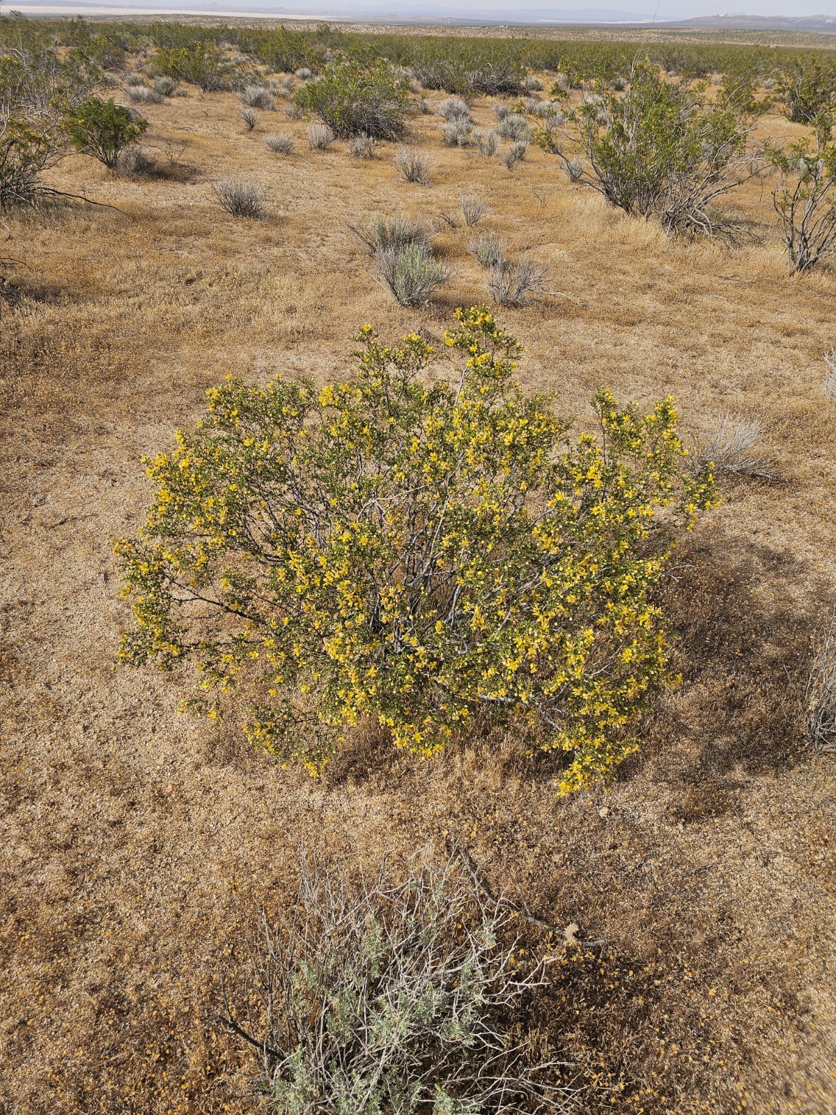 100 Creosote Bush Seeds (Larrea tridentata) [Cold Hardy 5-10F] – CA Native