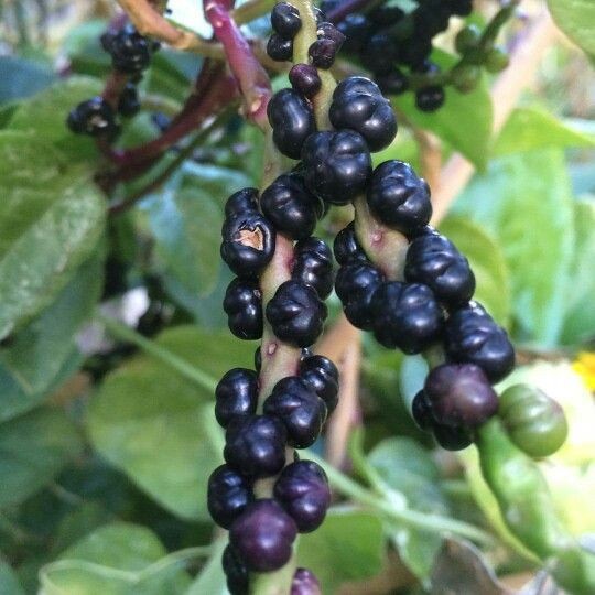Red Stem Malabar Spinach Seeds | Basella Alba Rubra Ceylon Green Vegetable 2024