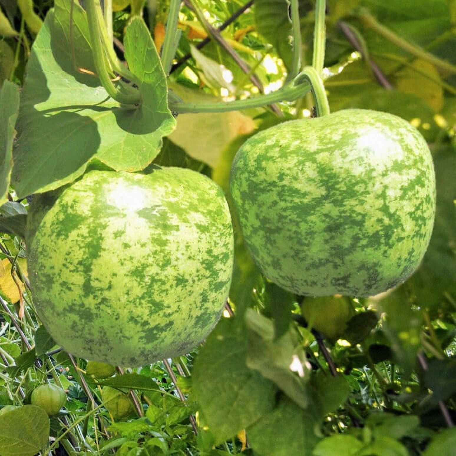 Apple Gourd 5 Ct Lagenaria Siceraria Vegetable Garden NON-GMO USA FREE SHIPPING
