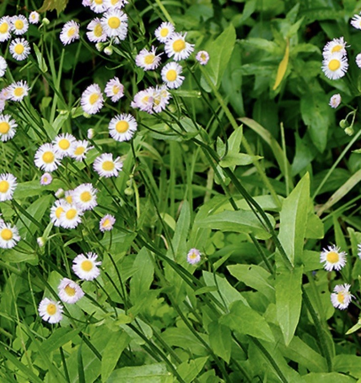 12 Philadelphia (delicate Pink) Fleabane Bare Root NATIVE/ORGANIC Host