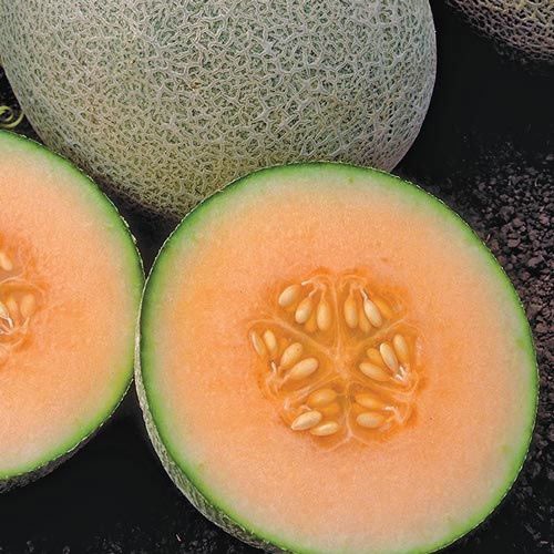 Ambrosia Cantaloupe: 10 Seeds