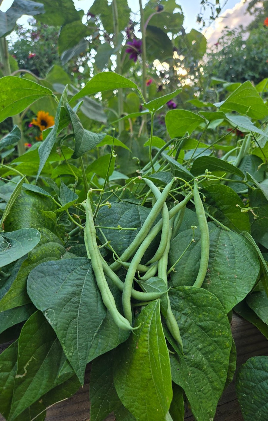 Organic *PROVIDER* Heirloom Green Bean Vegetable Seeds. 🌱 Early Harvests!