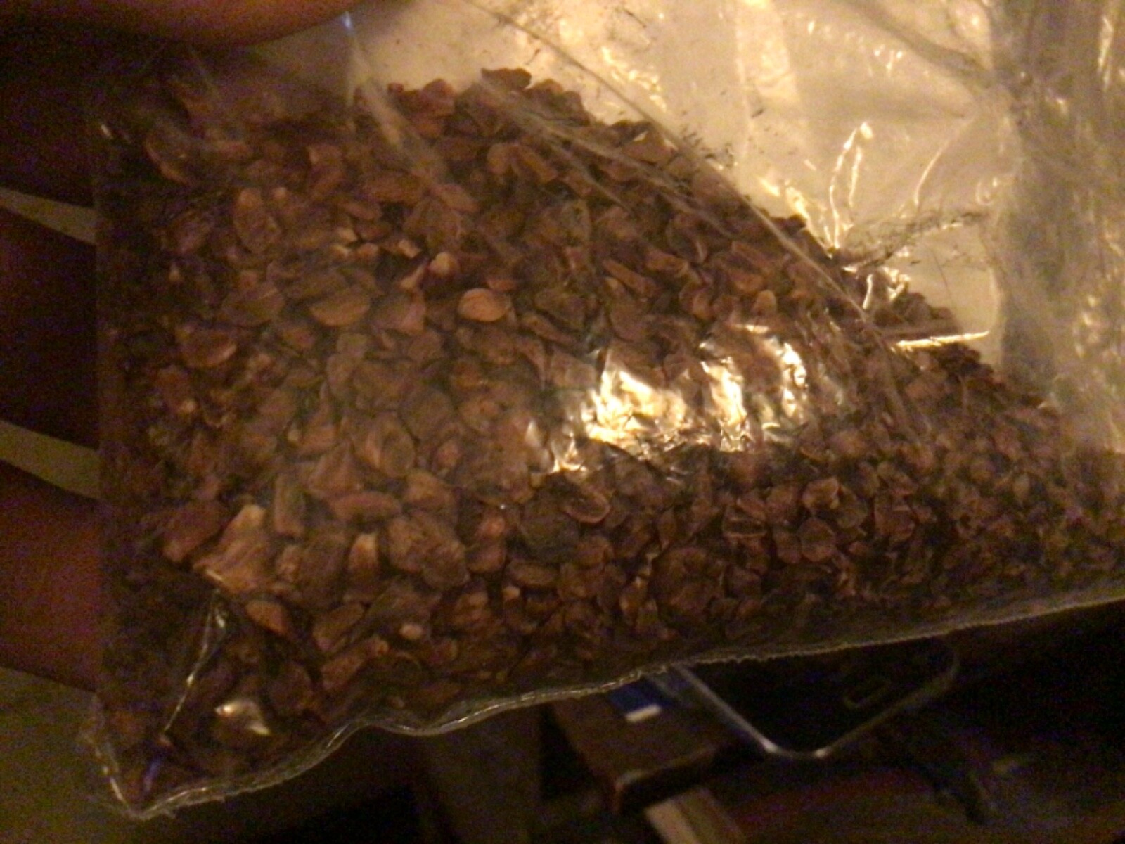 Italian Cypress Tree Seeds ((Cupressus Sempervirens Stricta))