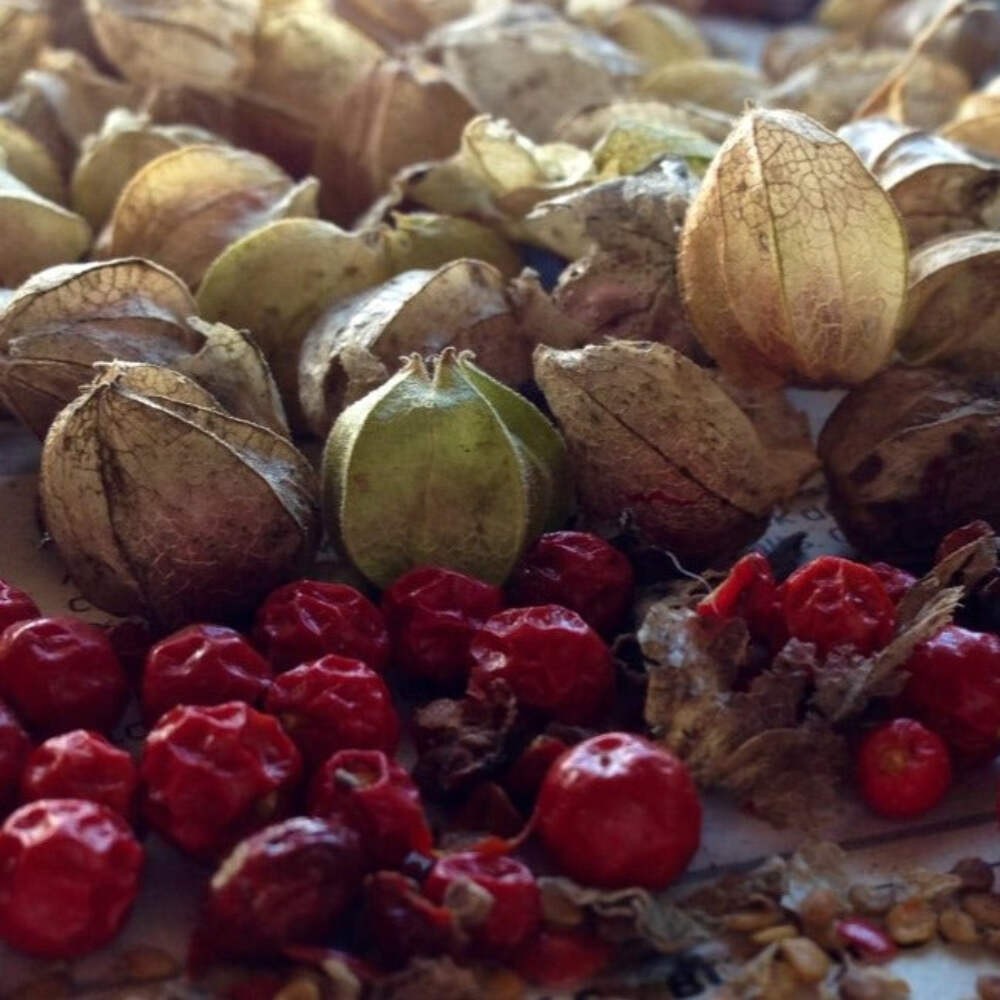 Ashwagandha Seeds (Withania somnifera) ~Ayurvedic Herb Garden