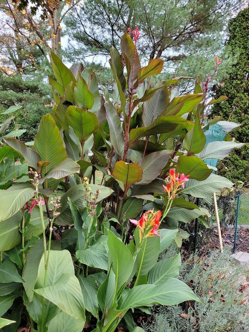25 Canna Lily Seeds -Musifolio -Red Flwr -Bronze Leaf -6-10 ft tall Free Ship