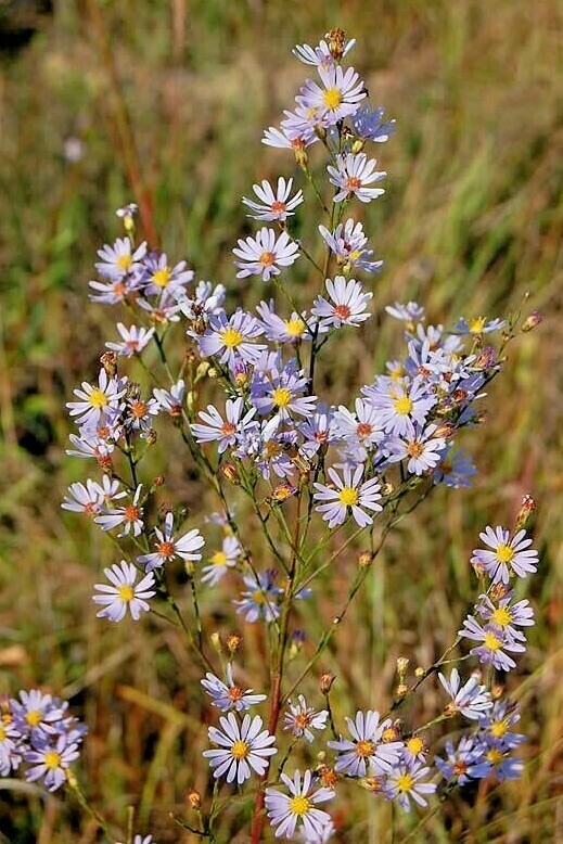 101+SMOOTH BLUE ASTER Seed Perennial Native Wildflower Summer Fall Flower Garden
