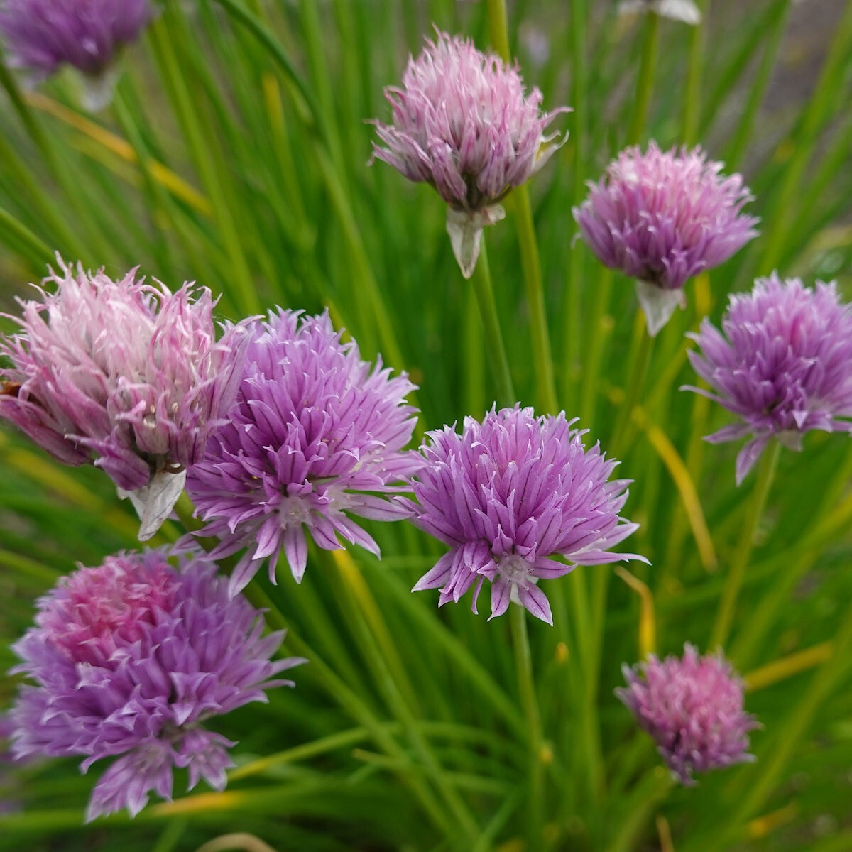 1/4 Lb Common Chives Herb Seeds – Everwilde Farms Mylar Seed Packet