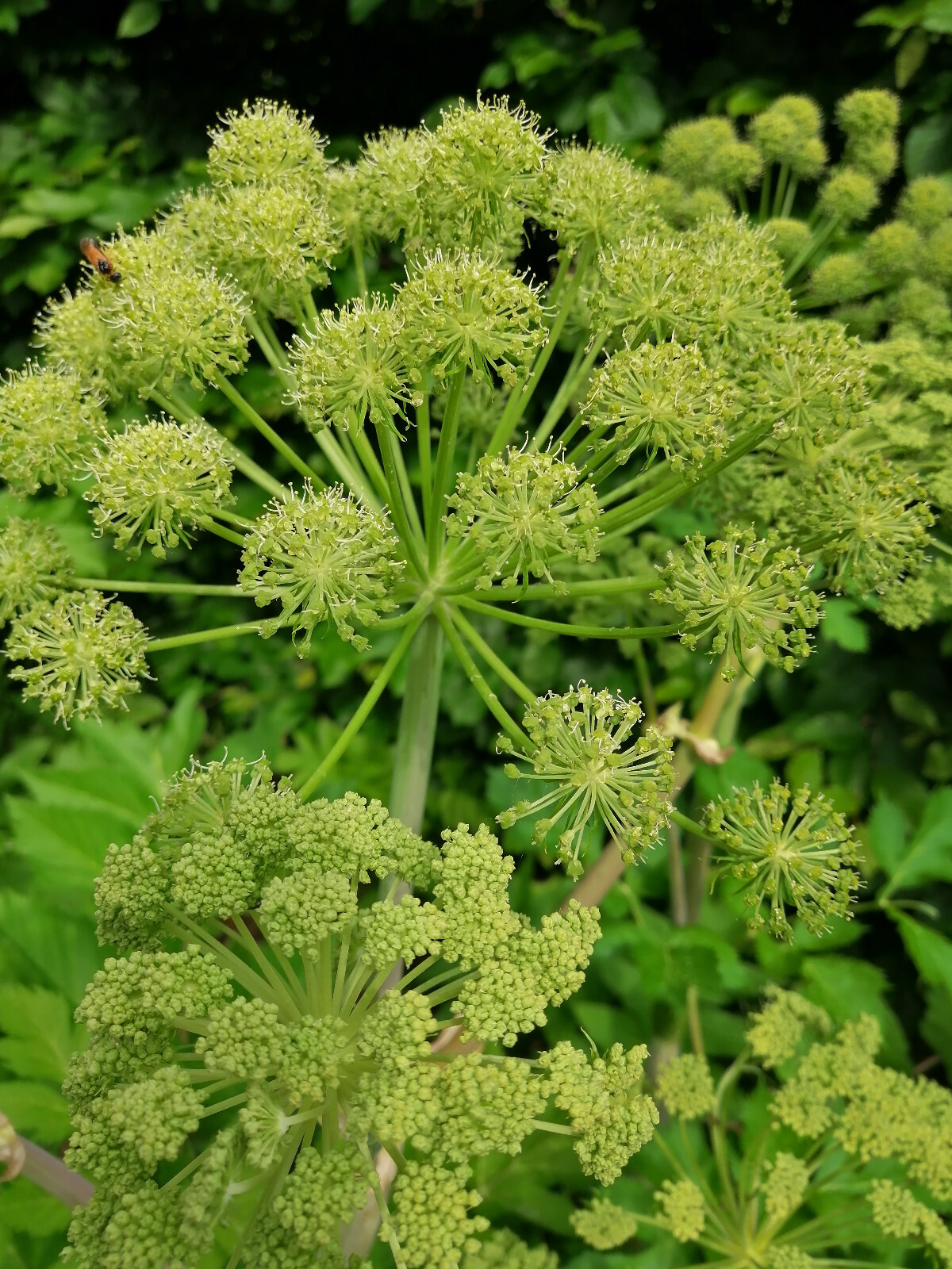 100 Lovage Herb Seeds Levisticum officinal, Celery/Parsley Flavor, Cold-Hardy