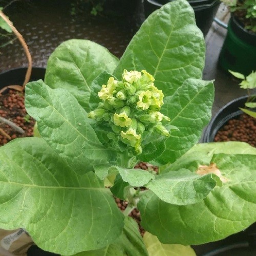2,500+ Aztec Nicotiana rustica Sacred Ceremonial Tobacco Seeds For Planting