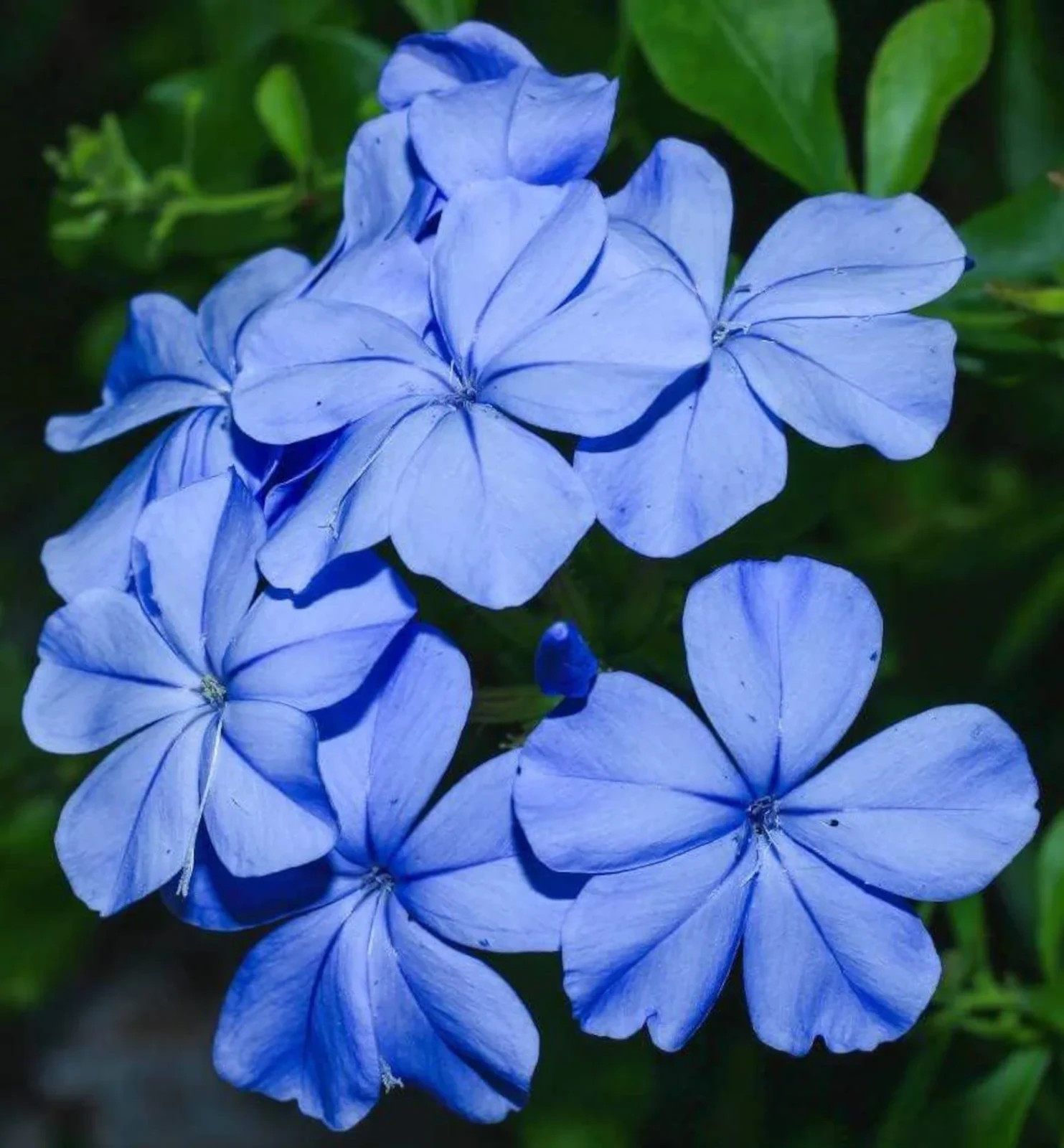 5(Five) cuttings of BLUE PLUMBAGO about 8-10″ for propagation (no root)