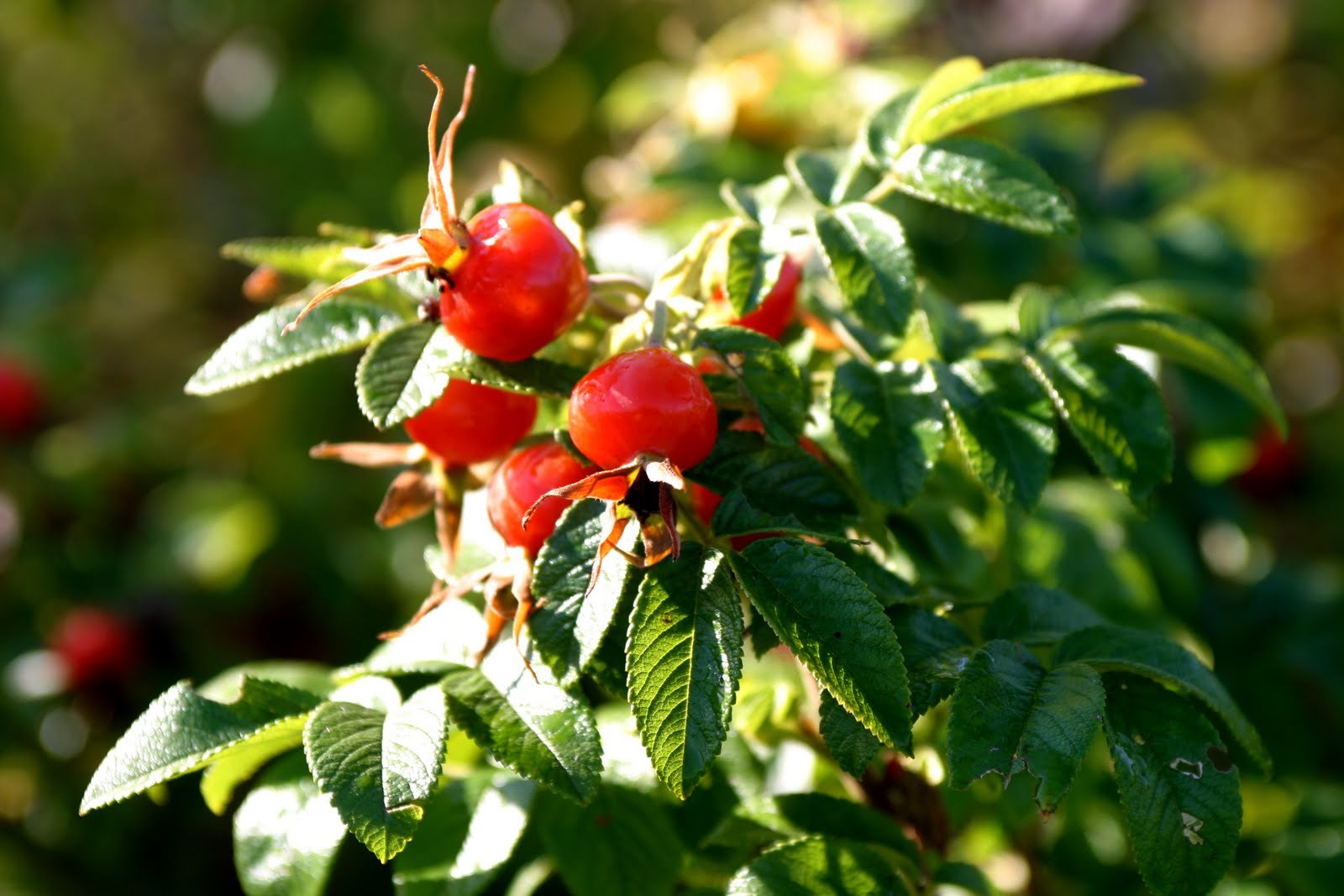 White Rugosa Rose, Rosa rugosa albiflora, Shrub Seeds (Fragrant, Fast, Hardy)