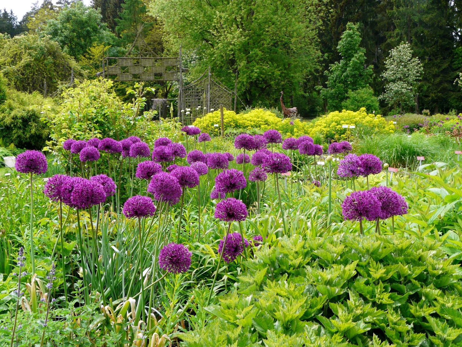 10 PURPLE SENSATION SEEDS (Allium aflatunense) LARGE 4-6″ FLOWERS Butterflies