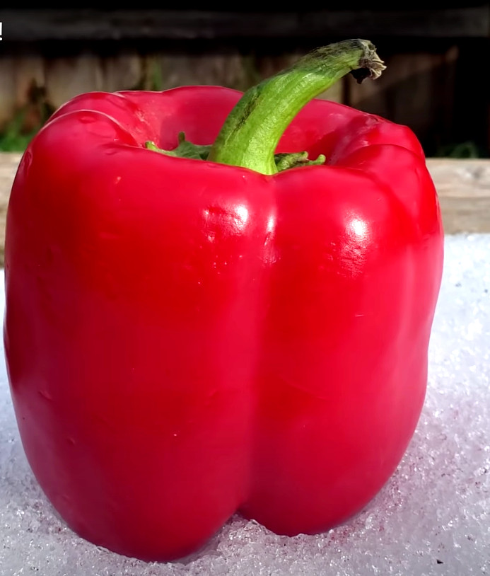 200 CALIFORNIA WONDER BELL PEPPER MIX SEEDS GARDEN VEGETABLE HEIRLOOM NON-GMO US
