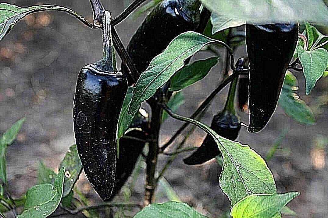 Purple Jalapeno hot chili pepper seeds non-gmo heirloom open pollinated