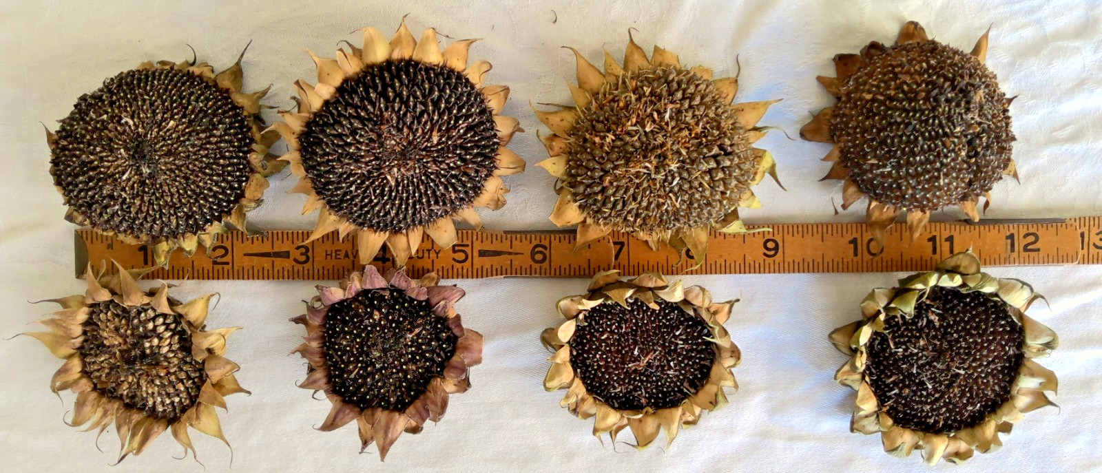 Lot of 8 Dried Sunflower Heads 2-3″ for Pets Birds Crafts Etc Pesticide Free