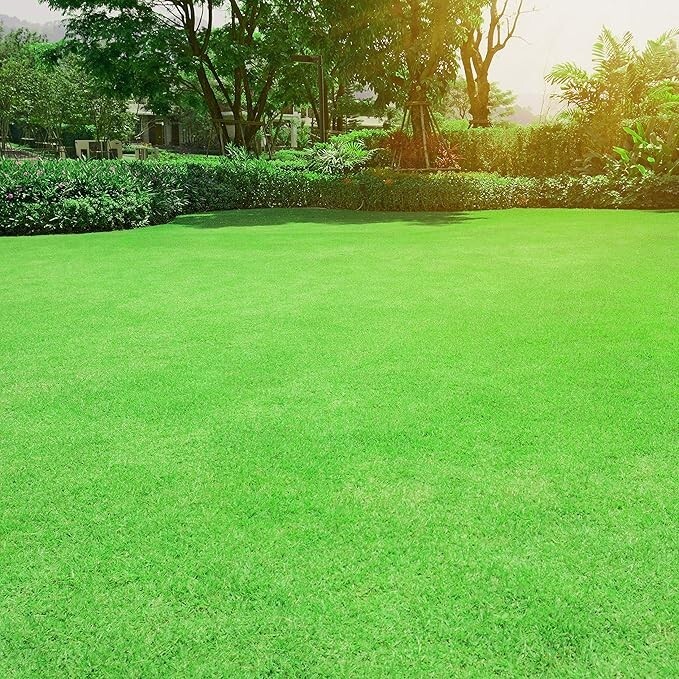 Oasis Bermuda Grass Seed – 5 lbs Warm Season, High Traffic, Heat Resistant, Drou