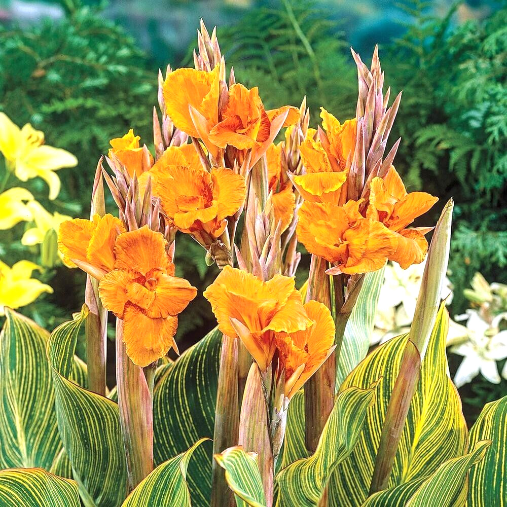 Canna Lily PRETORIA ORANGE VARIEGATED BENGAL TIGER 5 Live Flower Plant Bulbs