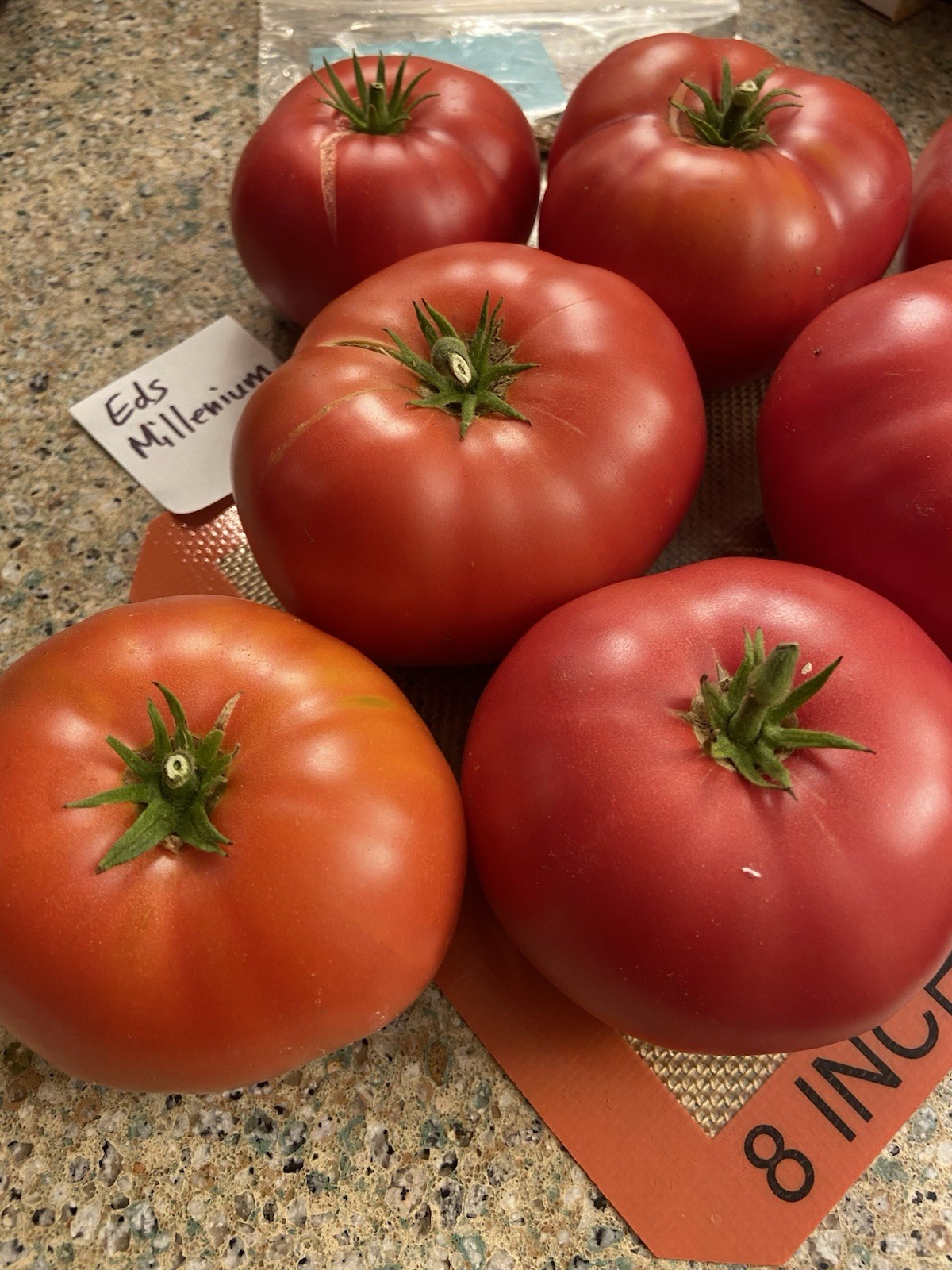25+ seeds of ED’S MILLENNIUM Tomato -Indeterminate Variety- Solanum lycopersicum