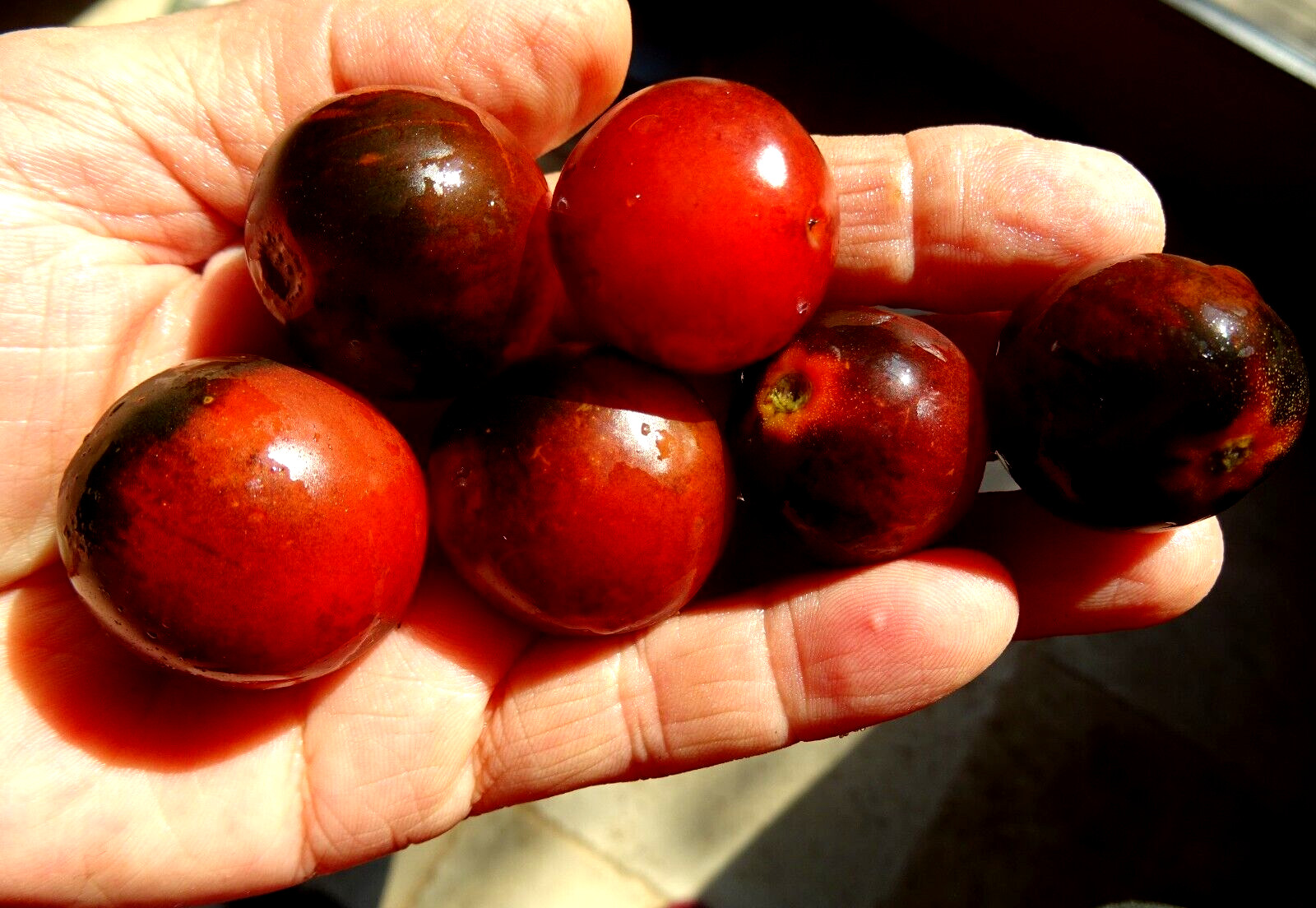Indigo Rose Cherry Tomato 25 Seeds Non-GMO Organic Grown in 2024 Delicious