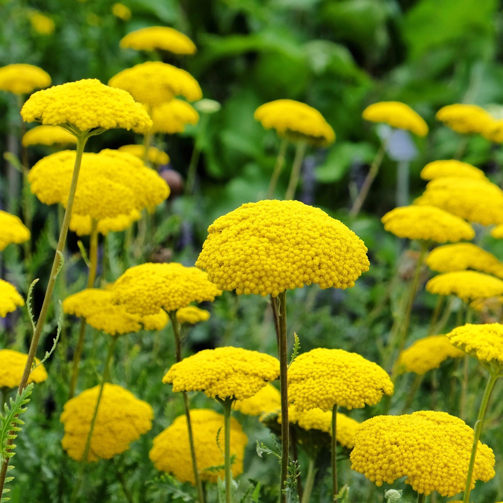 1000+ Gold Yarrow Seeds (Achillea filipendulina) Non-GMO Pollinators US